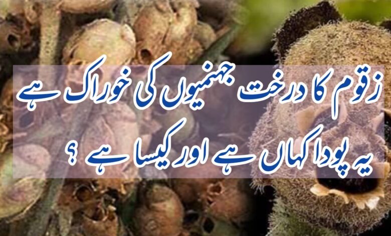 zaqqum plant in islam in urdu
